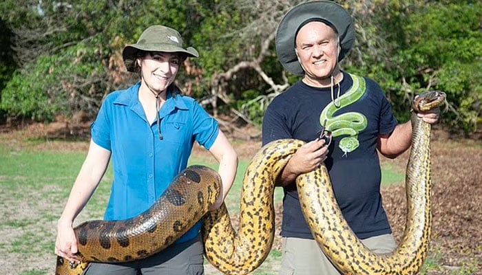 If youre not a fan of snakes look away now. The worlds largest snake has been discovered in the Amazon Rainforest - and at 26ft long and weighing 440lbs, its an absolute whopper.—Jam Press