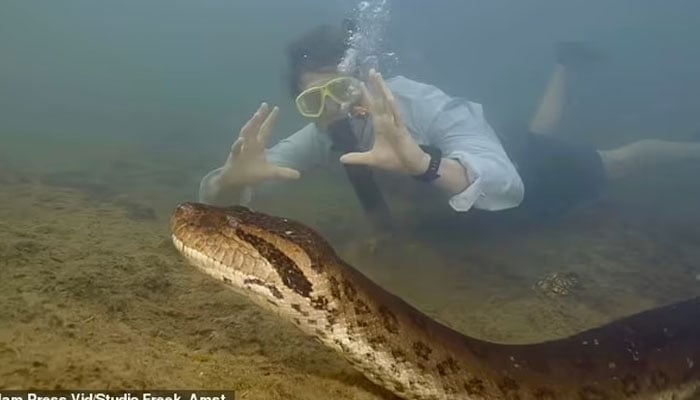 Incredible footage shows Dutch biologist, Professor Freek Vonk, swimming next to the enormous anaconda.—Jam Press