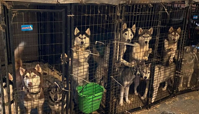 Image from a puppy mill where dogs are kept in a hideous environment. — News Journal Online/File