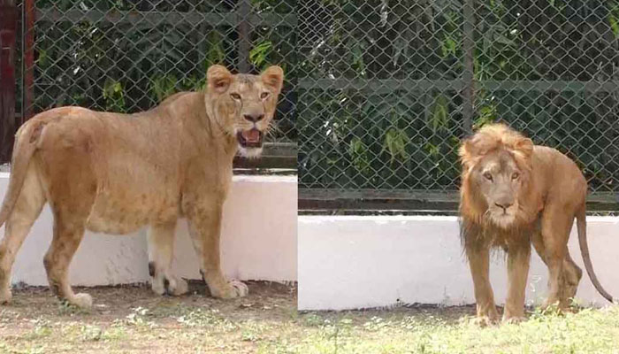 A pair of Asiatic lions in Sarthana Zoo.— ANI/file