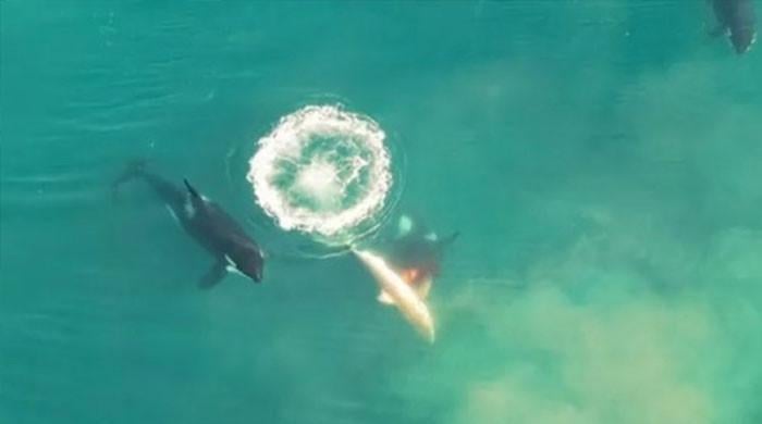 WATCH: Lone orca filmed killing, consuming nice white shark off South African coast