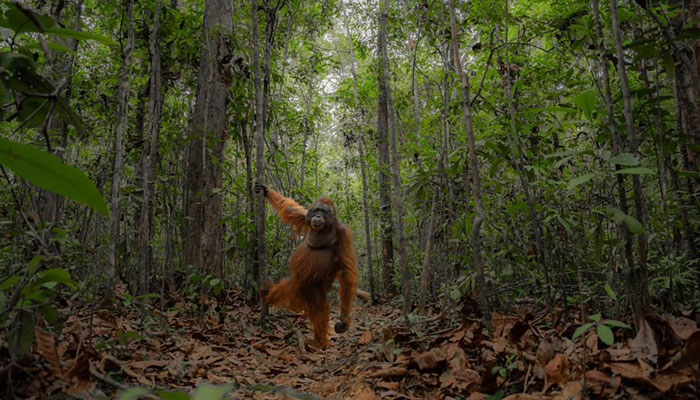 An orangutan adopts a human-like pose in this enchanting image, taken by Jayaprakash Joghee Bojan on a visit to Indonesia.—Sony World Photography Awards 2024