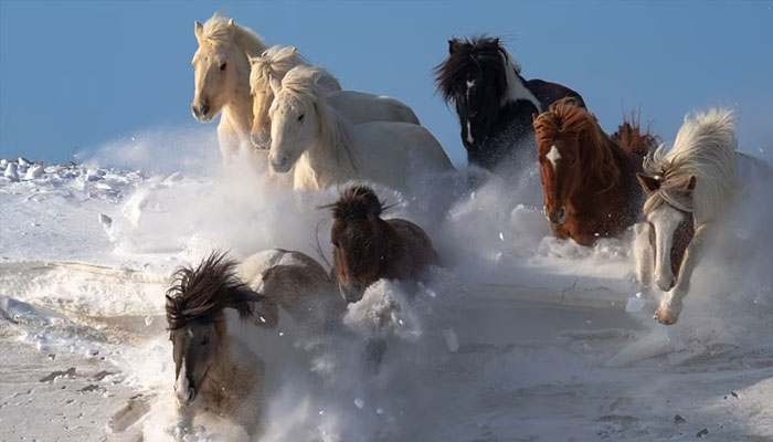 This stunning photo, on the shortlist of the Natural World & Wildlife category, shows horses running through thick snow in Inner Mongolia, China. —Sony World Photography Awards 2024