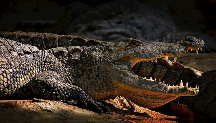 A representational image of an alligator. — Pexels