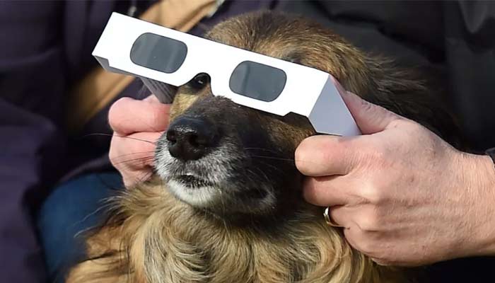 Your pets may also need Solar Eclipse glasses. — AFP/File