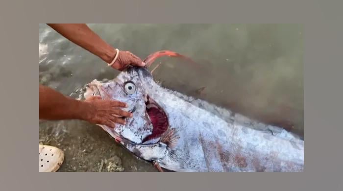 Doomsday fish surfaces hours before Taiwan earthquake​Doomsday fish surfaces hours before Taiwan earthquake