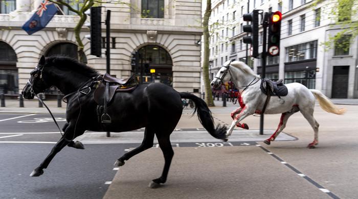 WATCH: What triggered horses to run amok in London?​WATCH: What triggered horses to run amok in London?