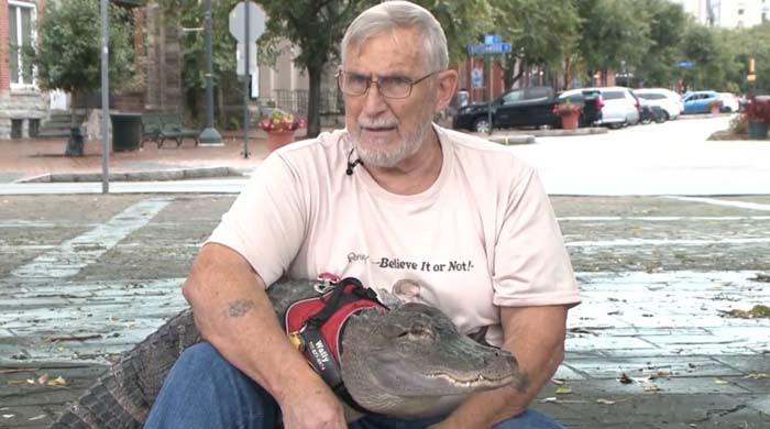 Wally, emotional support alligator, stolen, released into swamp, owner claims​Wally, emotional support alligator, stolen, released into swamp, owner claims