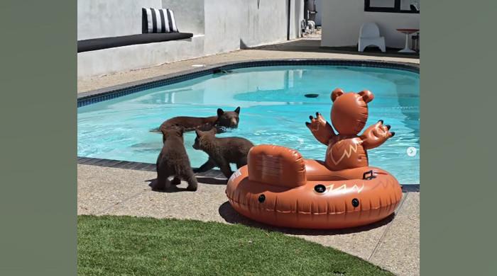 WATCH: Bear family surveys house in California before pool party