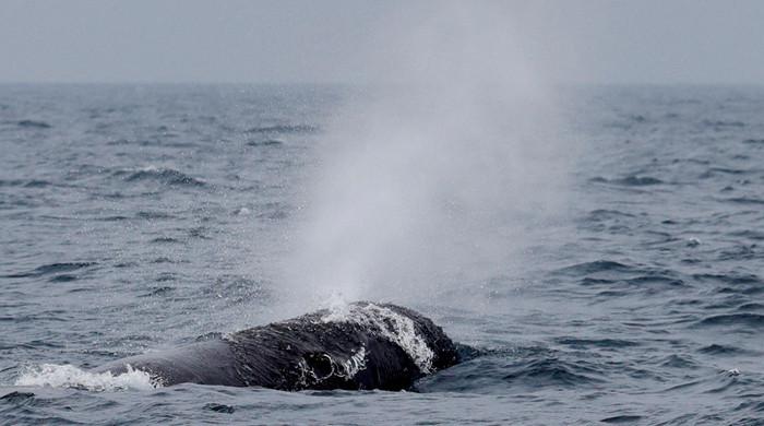 Orcas sink yacht in Strait of Gibraltar​Orcas sink yacht in Strait of Gibraltar