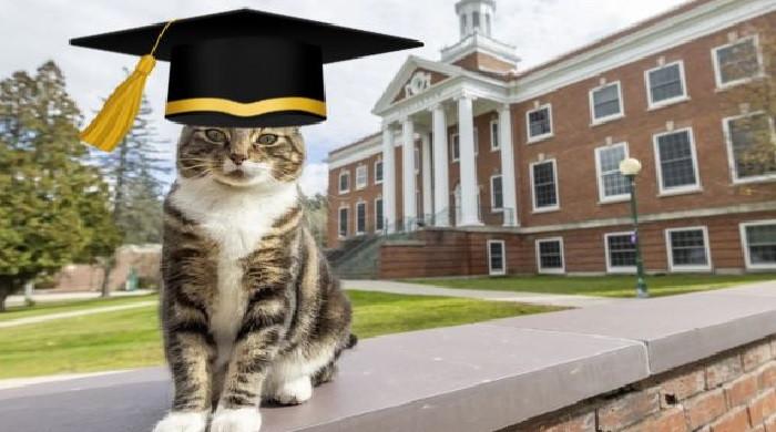 Cat awarded ‘Doctor of Litter-ature’ degree