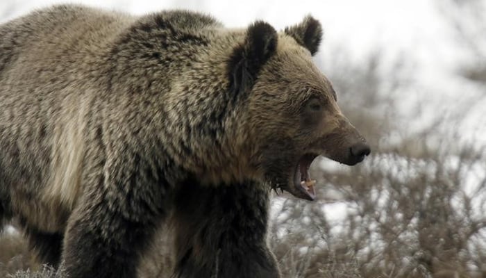 Bear kills mother of three in Balakot