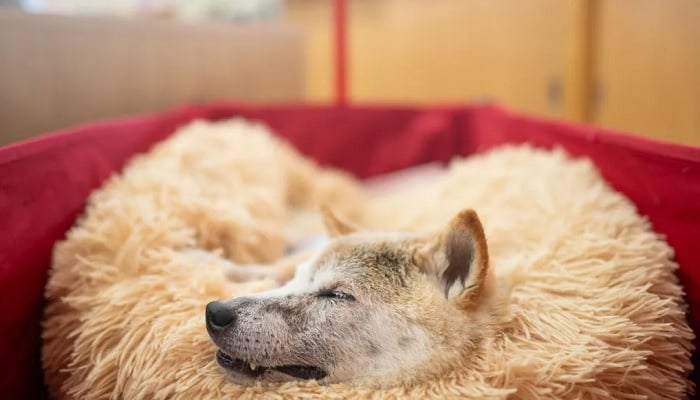 Kabosu dies: the world mourns Elon Musk's dog Dogecoin