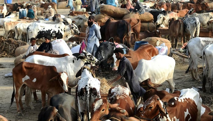عید الاضحی: مویشی منڈیوں میں ڈیجیٹل ادائیگی کا طریقہ کار کیسے کام کرے گا؟