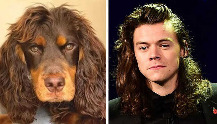 Harry Styles likens to camera-loving dog