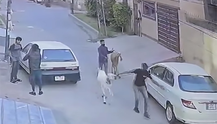WATCH: Armed men snatch sacrificial animals from citizen