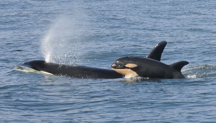 Why orcas attack boats?