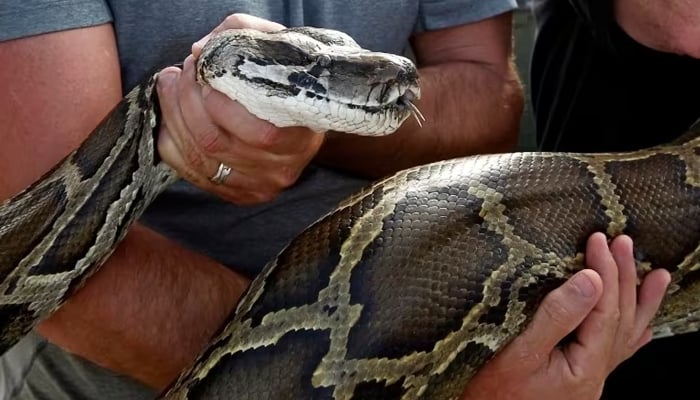 Man reveals how it was like to be swallowed by large snake