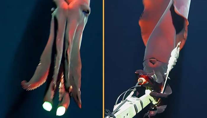 Octopus-squid with worlds largest headlights attacks camera under sea