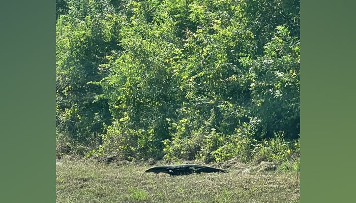Giant lizard in Florida stuns onlookers