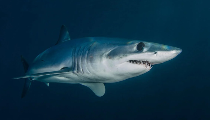 Why have sharks become fiercer over time?