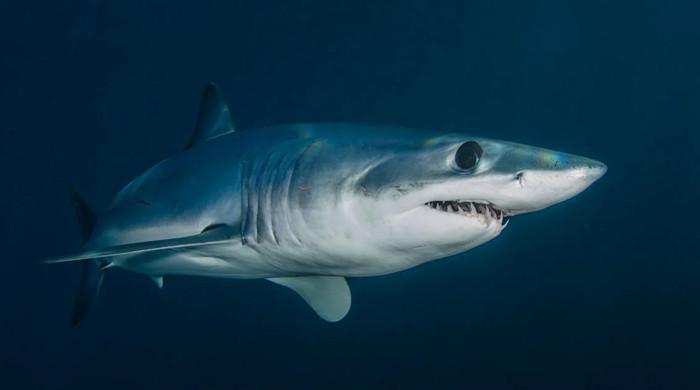 Why have sharks become fiercer over time? M Haris