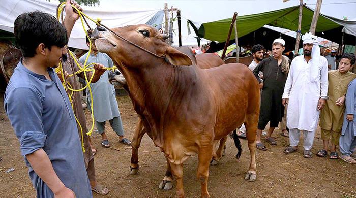 Pakistan to celebrate Eid ul Adha on June 17 as Zil Hajj moon sighted