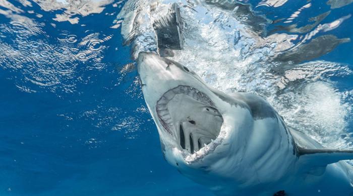 Multiple shark attacks in Florida trigger high alert M Haris