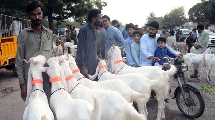 Truckload of sacrificial goats robbed in Karachi’s Gulistan-e-Johar – M Haris