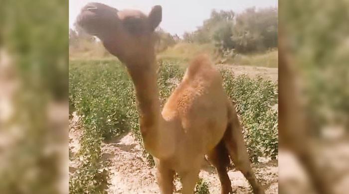 Sanghar camel to get artificial leg – M Haris