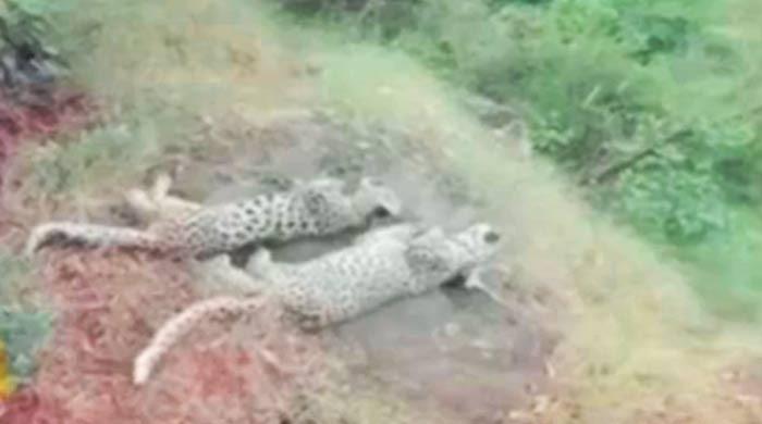 AJK authorities scramble to find dead leopard cubs after pictures go viral – M Haris