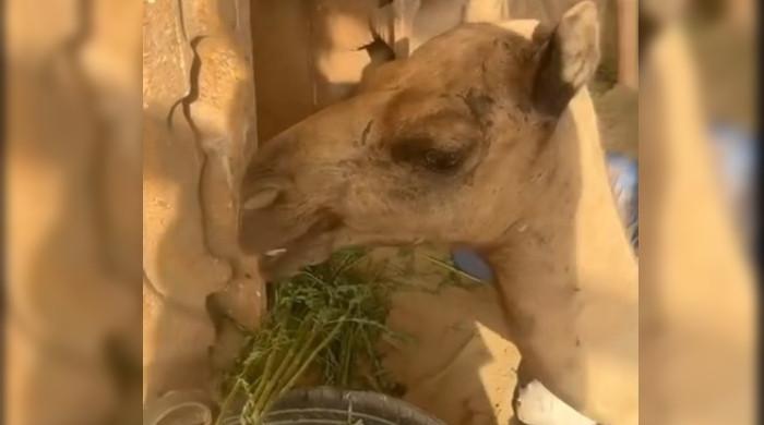 Court sends six suspects on physical remand for cutting camel’s limb – M Haris