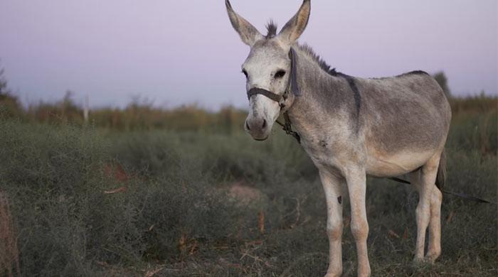 Pet donkey enjoys ‘best life’ with mate Elk after escaping owner M Haris