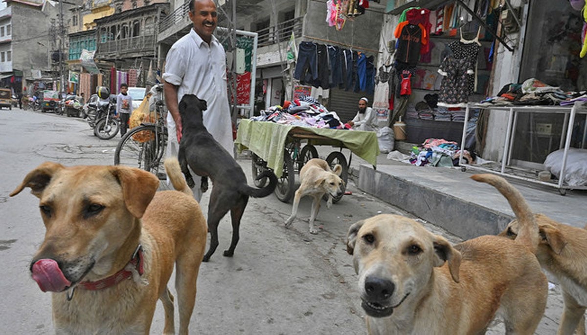 A man plays with stray dogs on a street in Rawalpindi, Pakistan, on March 21, 2021. — AFP