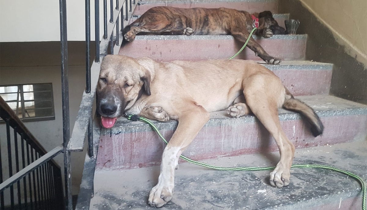 Pillu and Chotu are the pups of Bella who was rescued by the author. — Photo by author