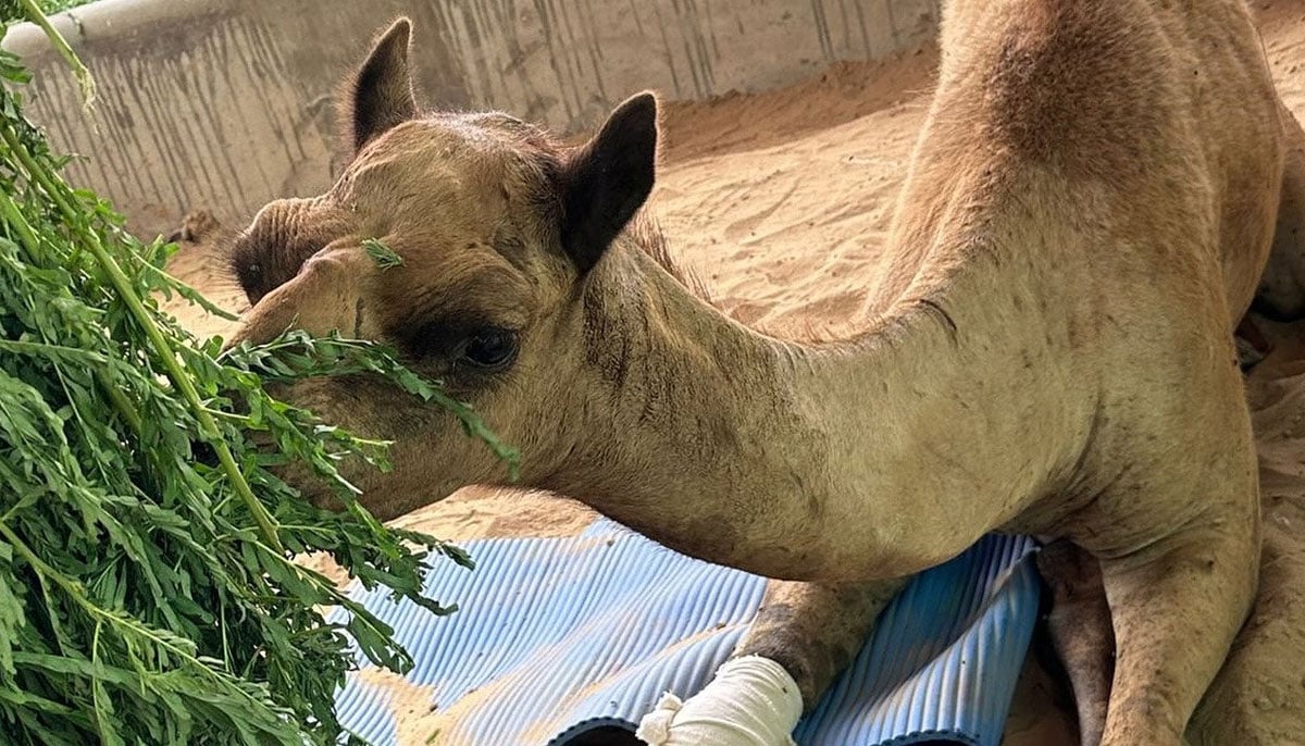 Cammie, the camel whose leg was amputated in Sanghar is being taken care of at CDRS Benji Project for Animal Welfare and Rescue in Karachi. — Facebook/CDRS Benji Project for Animal Welfare and Rescue