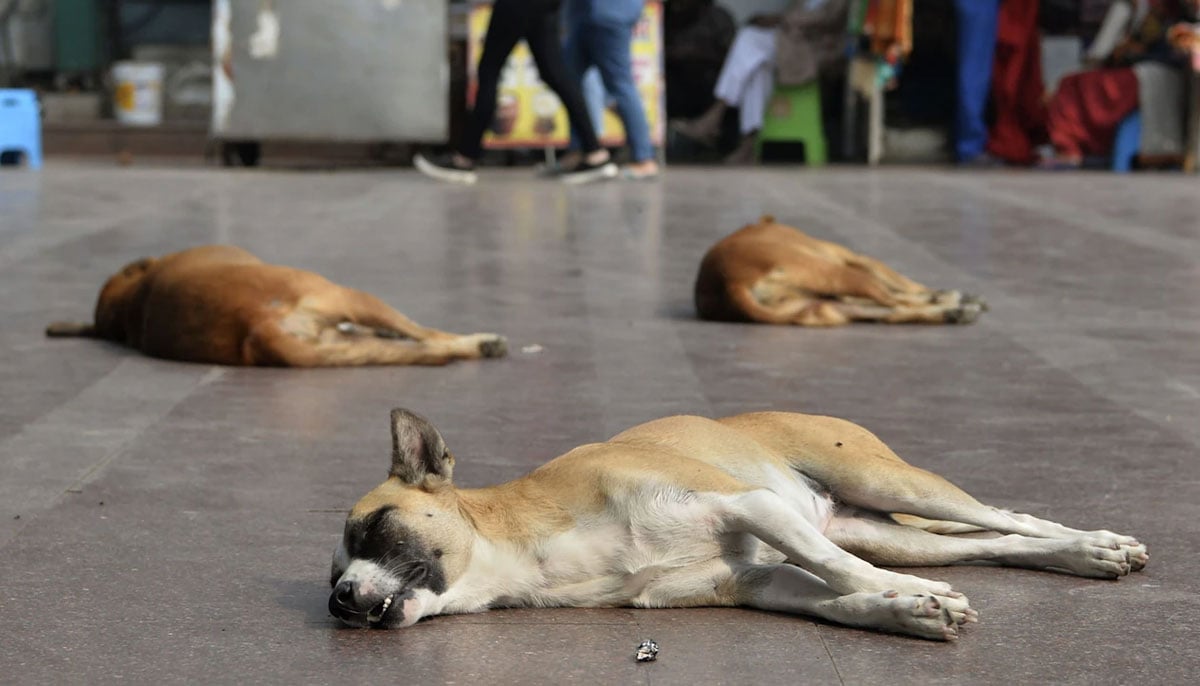 Stray dogs lie at a public place. — AFP/File