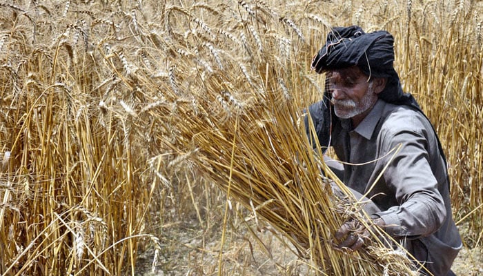 A farmer harvests wheat crop in their field at the outskirts of Lahore, Pakistan on May 12, 2024. — APP