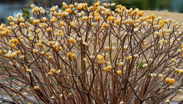 This image shows the paperbush plant. — Unsplash