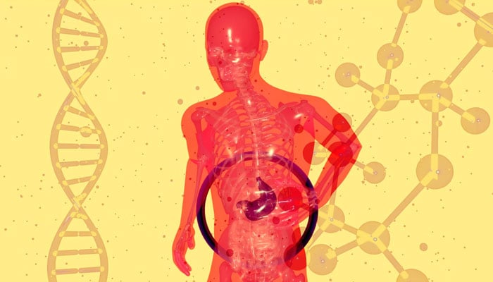 A represenational illustration depicting a human gut. — Unsplash/File