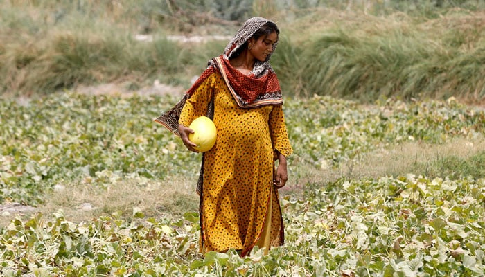 A pregnant woman collects muskmelons, at a farm on the outskirts of Jacobabad, May 17, 2022. — Reuters