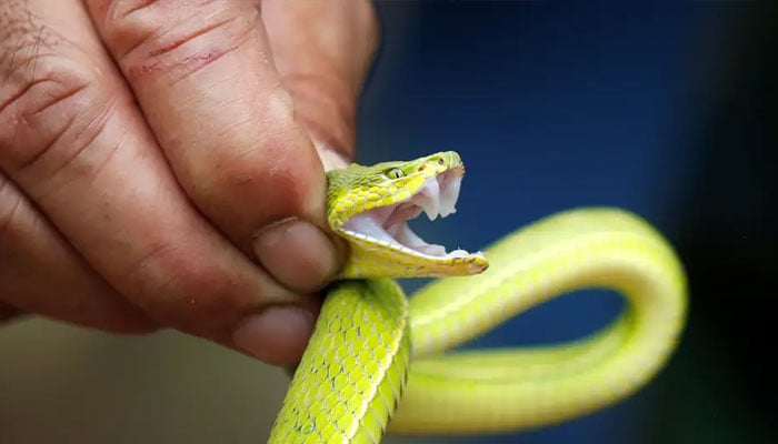 A representational image of a snake. — Reuters/File