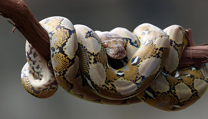 Pythonidae snake sleeping on branch. — Freepik