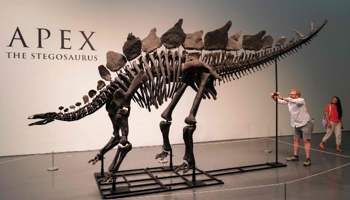 The Stegosaurus specimen nicknamed Apex is on display at Sotheby in New York on July 10, 2024. — AFP