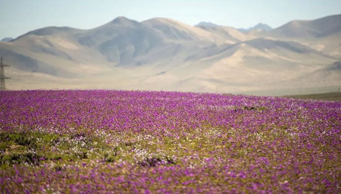 The recent full bloom in the Atacama desert in Chile can be seen in this undated image. — AFP/File