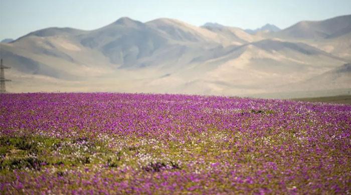 Driest place on Earth comes to life with flowers after 10 years