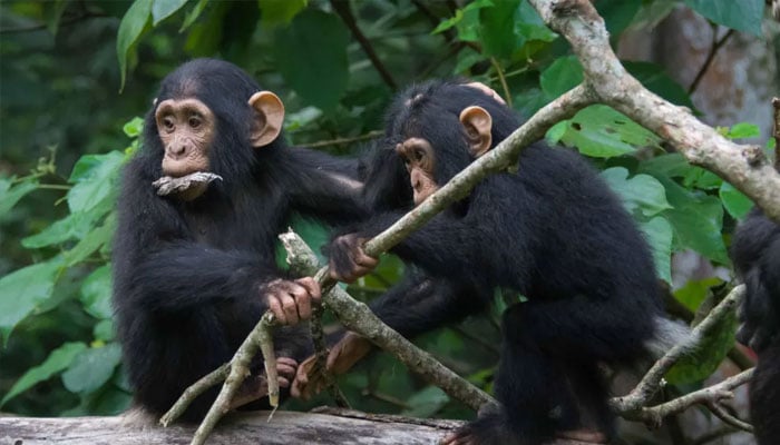 Two baby chimpanzees seen in this undated image.— BBC/Cat Hobaiter/file