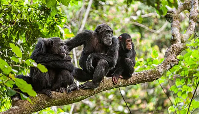 Chimpanzees sitting on the branch of a tree. — Unsplash