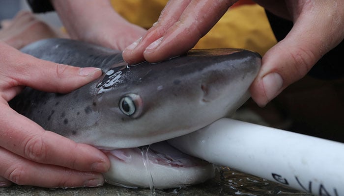 Researchers hold down a broadnose sevengill shark to collect samples and measurements as a tube pumps water into the shark to assist it with breathing onboard a vessel in the San Francisco Bay, California, US, June 15, 2023. — Reuters