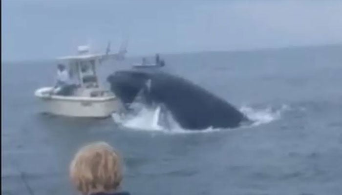 A humpback whale seen overturning a boat in this screenshot taken from a video.— Screengrab@BBC